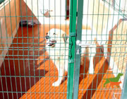 Estadia Permanente Cães